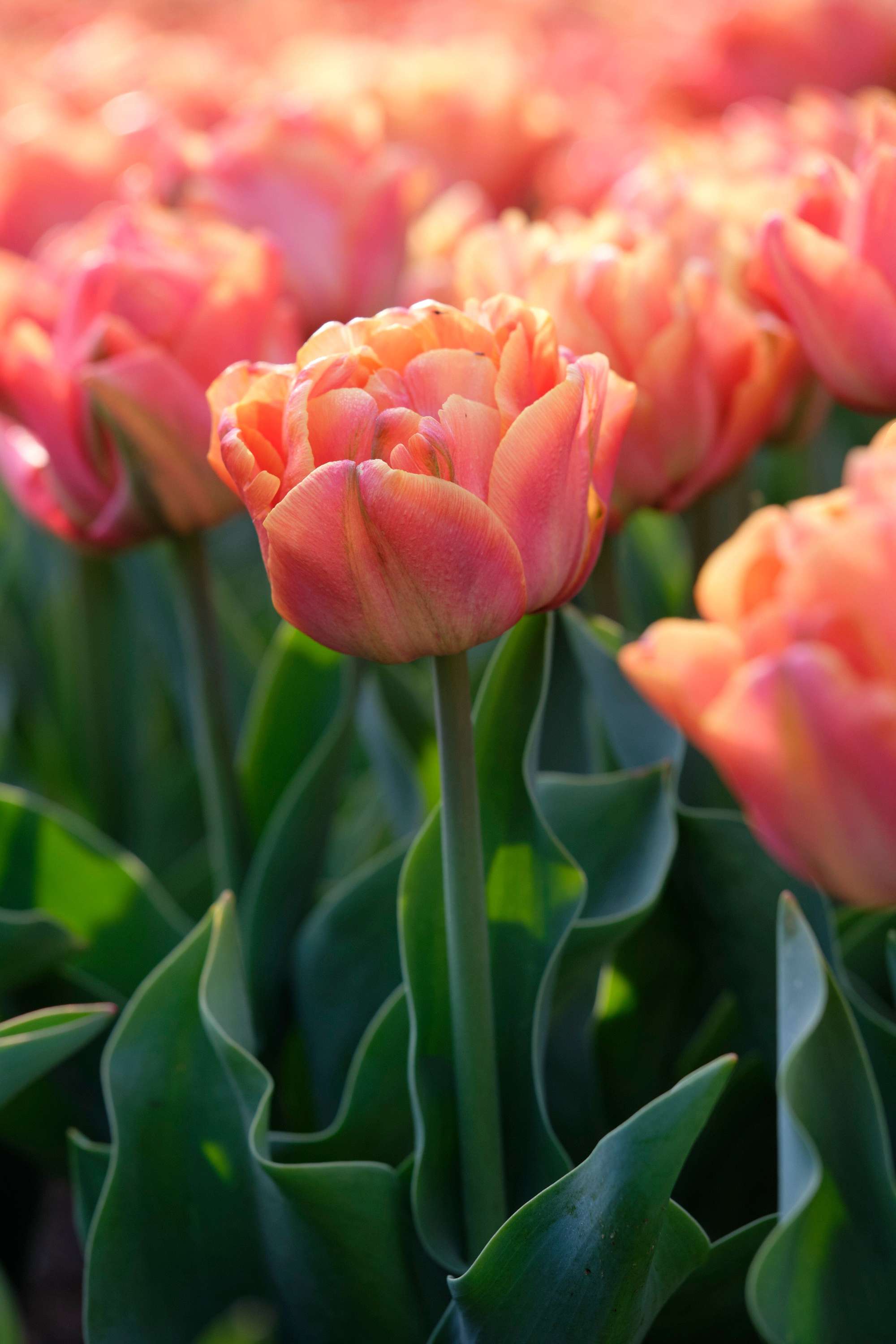 Tulpe 'Lorenzo'